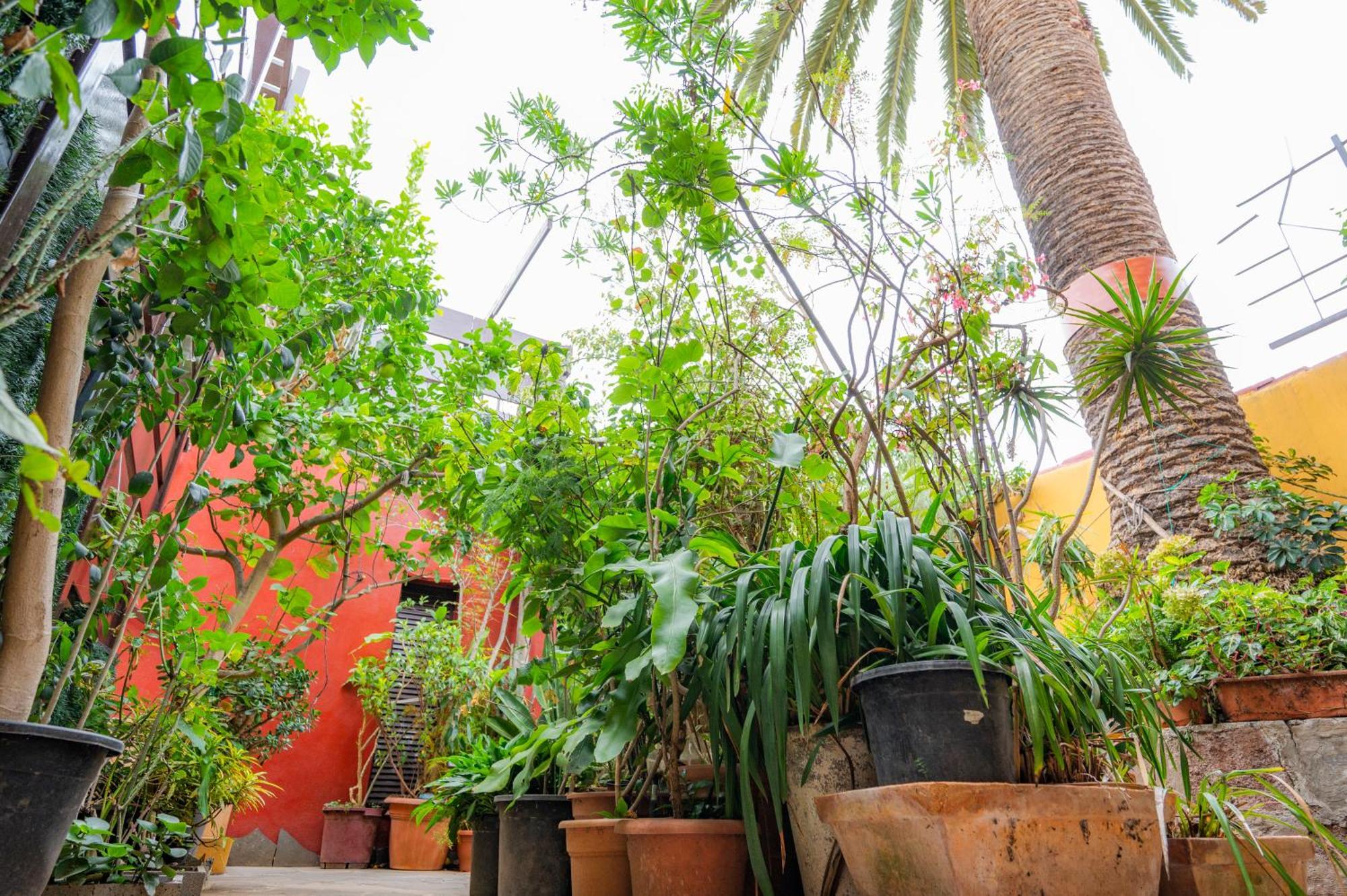 Hostal La Asomada del Gato La Laguna  Exterior foto
